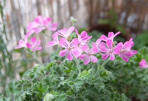 3 Ways to Overwinter Your Geraniums (Pelargoniums) - A Step-by-Step Guide