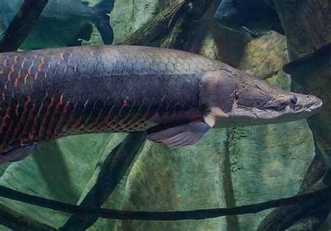 Predatory Fins Fish Store 的图像结果