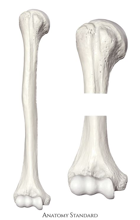 Unlabeled Humerus