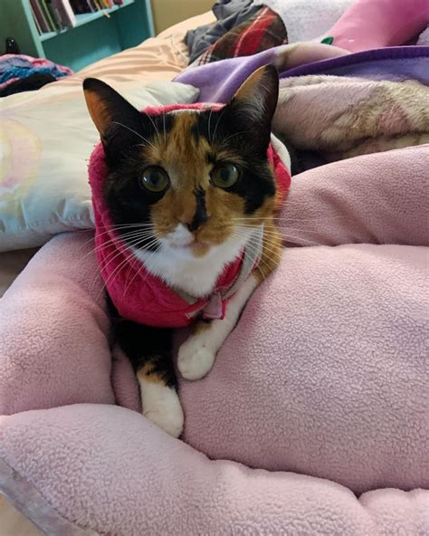 Put Moko in a hoodie to calm her from the thunder : r/catsinclothes