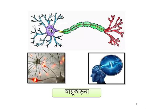 Image result for 5 Class Science Lesson 8