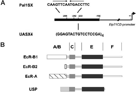 Promoter Region Models 的图像结果