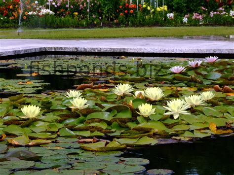 Fish pond plants guide and species