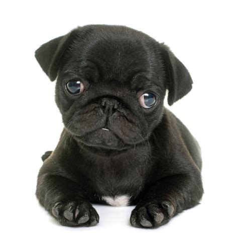Black pug puppy blank card Available at www.ilovepugs.co.uk post ...