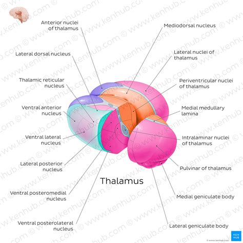 Diencephalon: Anatomy and function | Kenhub