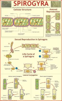 Spirogyra Chart Paper Print - Educational posters in India - Buy art ...