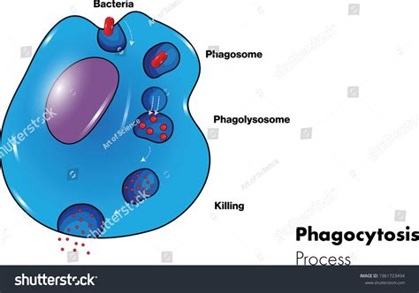 Mechanism Phagocytosis Pathogens Eukaryotic Cells Illustration Stock Vector (Royalty Free ...