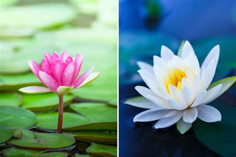 The Perfect Aquatic Plant For You: Water Lily vs Lotus