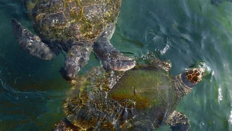 Image result for Turtle Shell Peroxide