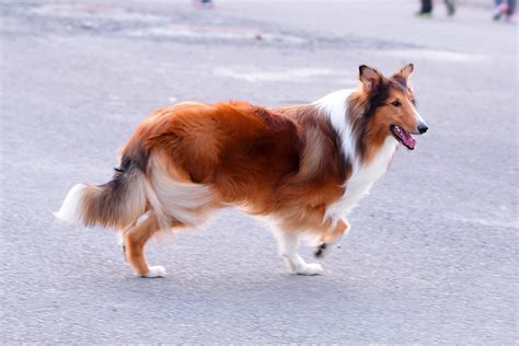 纯种边境牧羊犬幼犬狗狗出售 宠物边境牧羊犬可支付宝交易 边境牧羊犬 /编号10022100 - 宝贝它