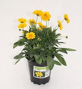 Creative Farmer Flower Seeds : Calliopsis Garden Balcony Flowering ...