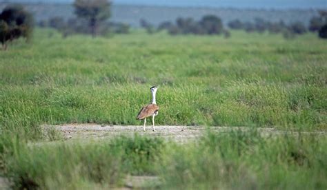 High-voltage power lines wiping out Indian bustard- The Week