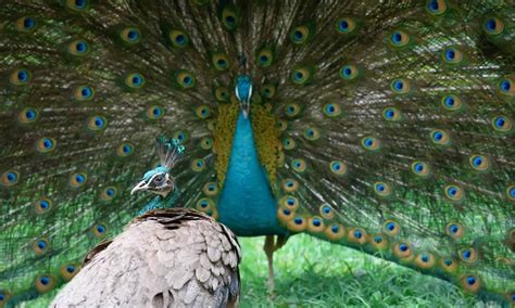 Male vs Female Peacocks: Can You Tell the Difference? - IMP WORLD