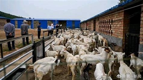 养牛技术 - 第5页 - 农村养殖网养殖技术频道