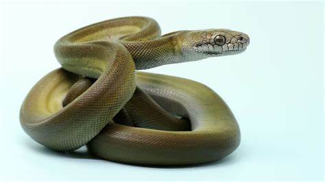 Image result for Papuan Python