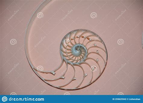 Image result for Shell Inside