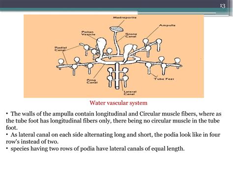 WATER VASCULAR SYSTEM IN ECHINODERMATA-1.pptx