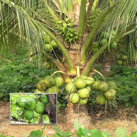 Coconut Tree / Thengu (Sunnanki Dwarf) Hybrid Fruit Live Plant (Home ...