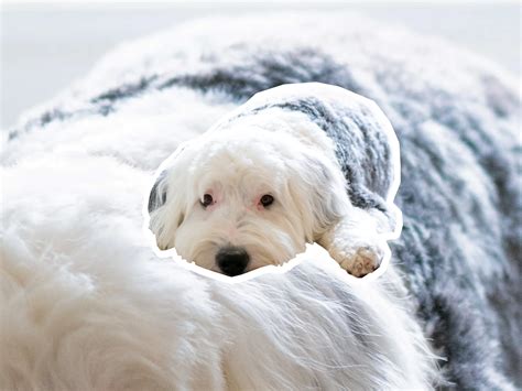 Sheepadoodle dog breed profile