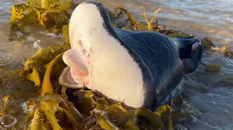 Alien Beach 的图像结果