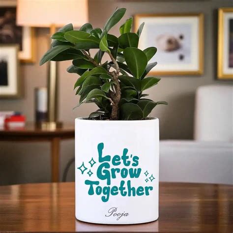 Personalised Ficus Compacta Bonsai Gift - Lets Grow Together – Giftech ...