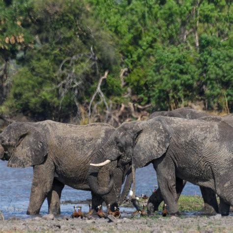 MAHANGO GAME RESERVE (Updated 2026) All You Need to Know BEFORE You Go ...