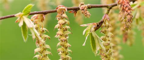 Download wallpaper 2560x1080 hornbeam, branch, buds, leaves, macro ...