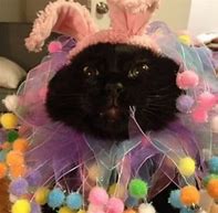 Image result for Cat as Easter Bunny
