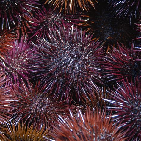Master Sea Urchin Sushi with Uni Powder: A Step-by-Step Gourmet Guide