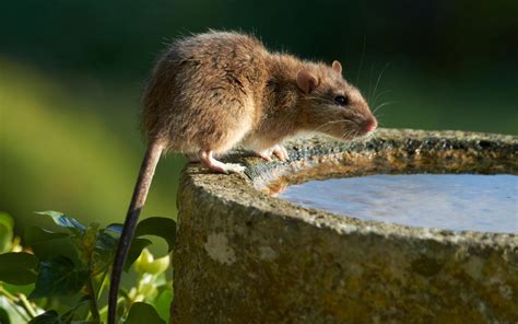 How To Get Rid Of Rats In The Garden | Storables