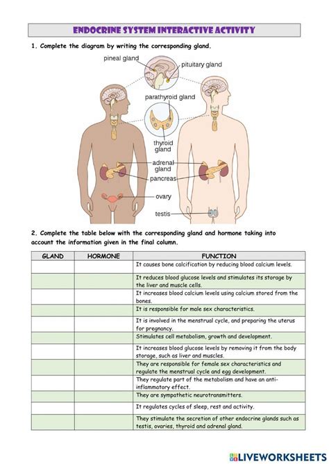Image result for Endocrine System Worksheet Answers