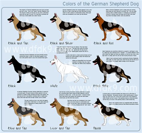 German Shepherd Colors by *MauserGirl on deviantART | misc pictures ...