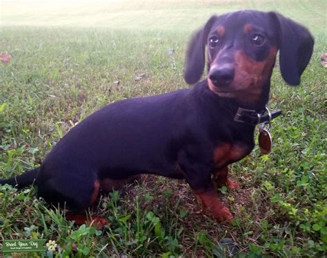 Black and tan mini dachshund - Stud Dog TN - Breed Your Dog