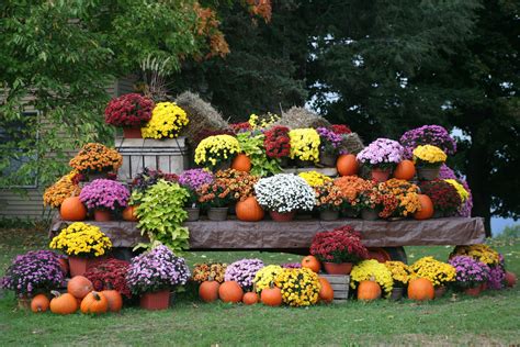 What Flowers To Plant In Fall Garden at Jett Quong blog