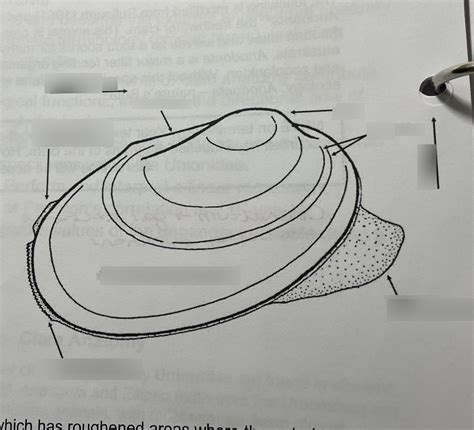 Image result for Clam Level 2