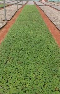 PREMIER PLANTS Red Lady Taiwan Seeds 786 Papaya Seed(160 Seeds) Seed ...
