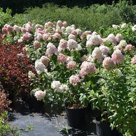 Hydrangea paniculata 'Fire Light' - Horsford Gardens and Nursery