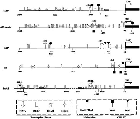 Promoter Region Models 的图像结果