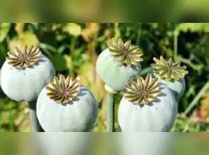 Govt announces annual licensing policy for opium poppy cultivation for ...