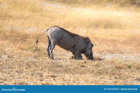 Warthog Eating Stock Photos - Download 296 Royalty Free Photos