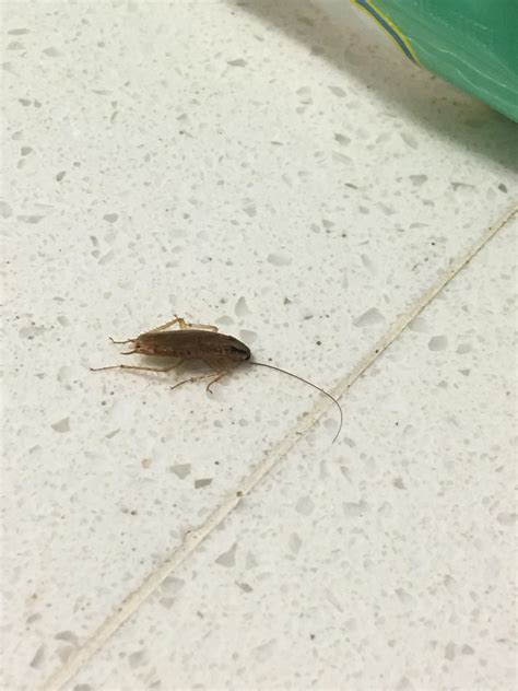 Inside a Cockroach 的图像结果