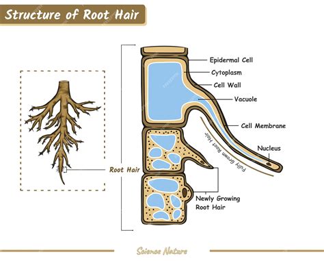 Root Of A Hair