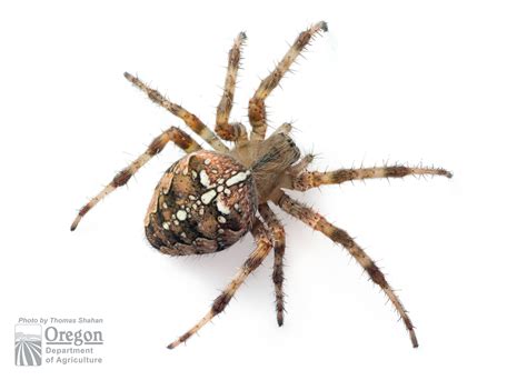 OR spiders: What to know about Oregon's emerging fall spiders