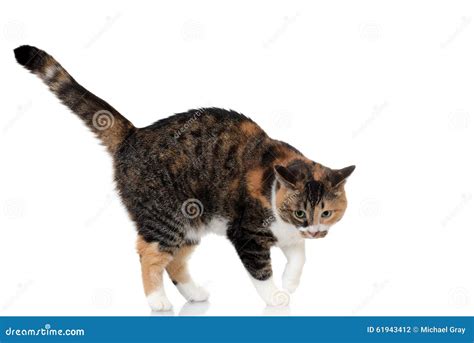 Calico and tabby cat mix stock photo. Image of sweet - 61943412