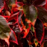 Acalypha wilkesiana