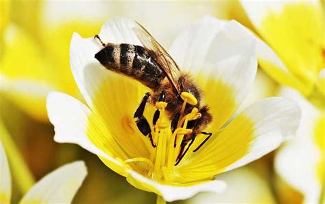 2022年养蜜蜂有前景吗？ - 养蜂资讯 - 酷蜜蜂