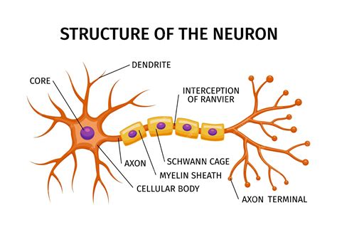 Nerve Cell Structure
