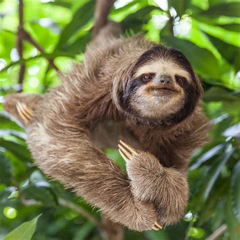 Are Three Toed Sloths Endangered? (The Battle for Survival) - Animal Hype