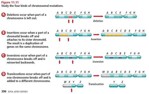 DNA Simulation Worksheet 的图像结果