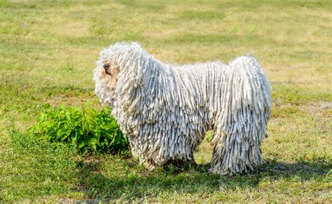 15 Curly-Haired Dog Breeds